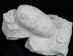 Fossil Crocodile Egg From France - Eocene #6105-3